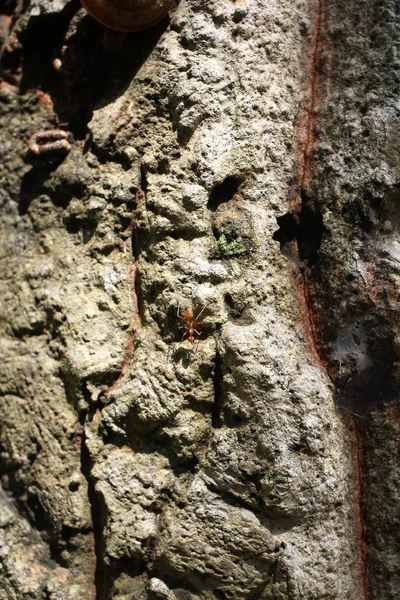 Μυρμήγκι σε παλιό ξύλο φόντο — Φωτογραφία Αρχείου
