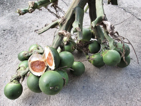 Betel palm — Stock fotografie