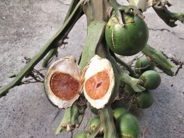 Palmera de betel — Foto de Stock