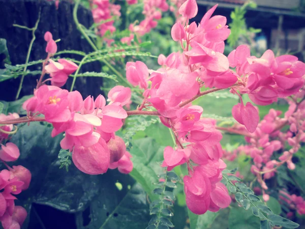 Pink flower — Stock Photo, Image