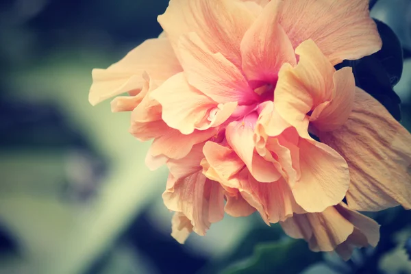 Hibiscus flowers — Stock Photo, Image