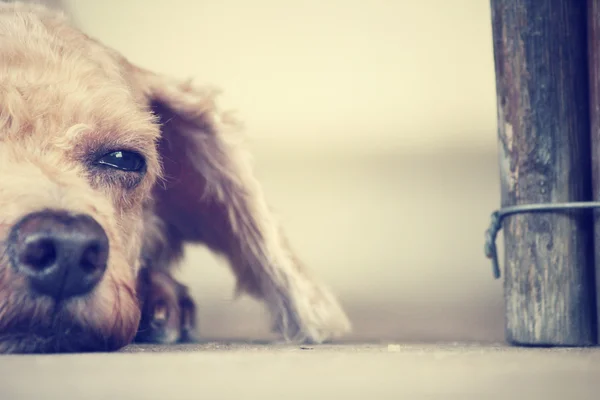 O cão — Fotografia de Stock