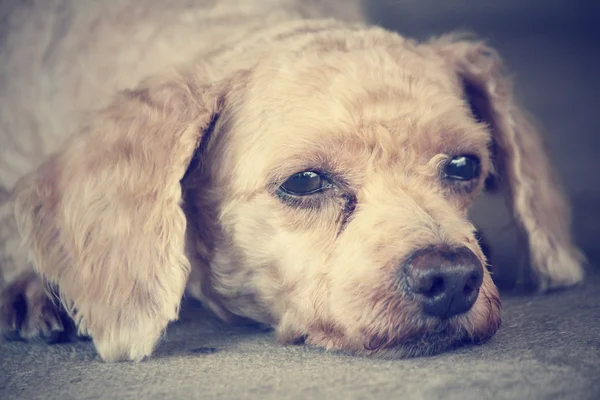 Il cane. — Foto Stock