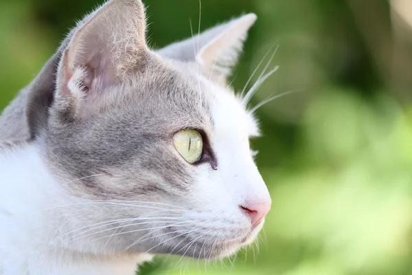 Il gatto — Foto Stock