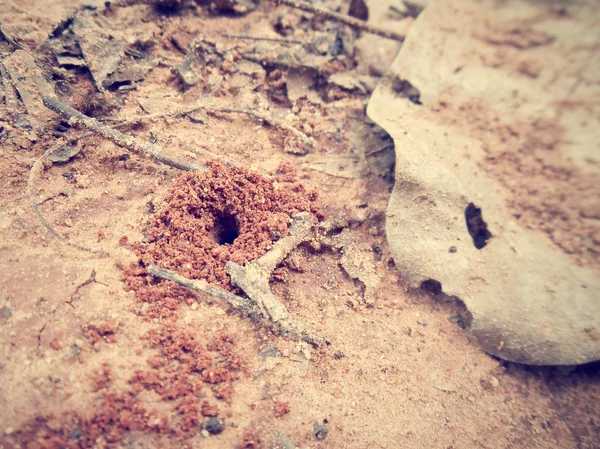 Ants nest — Stock Photo, Image