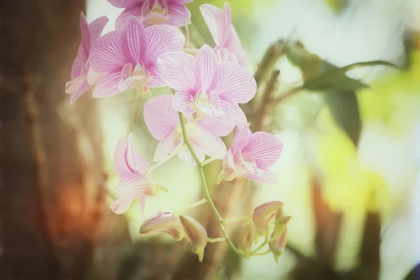 Růžová orchidej květiny — Stock fotografie