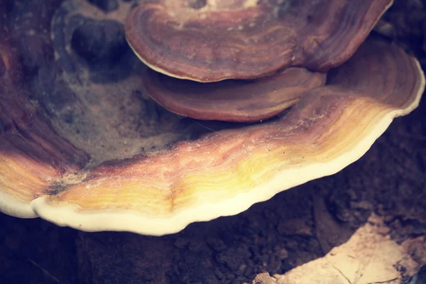 Ganoderma lucidum-링 다우 버섯. — 스톡 사진