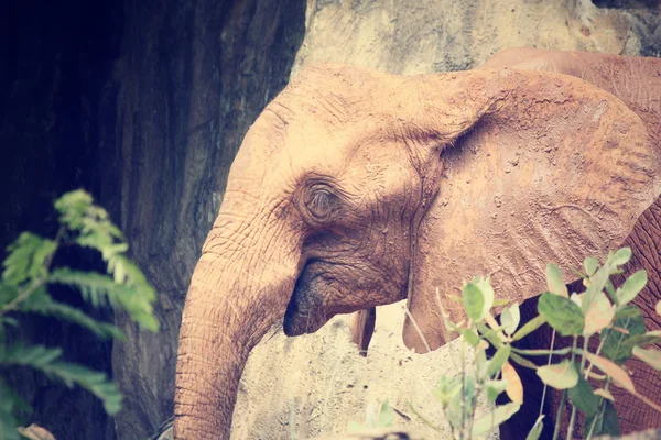 Elephant — Stock Photo, Image