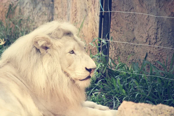 El león — Foto de Stock