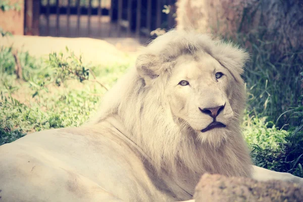 El león — Foto de Stock