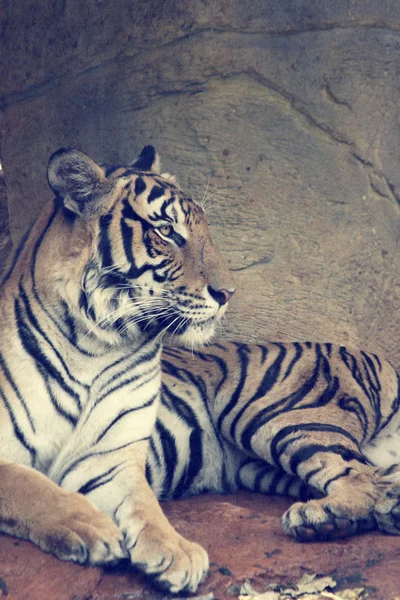 De tijger — Stockfoto