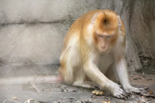 Monkey — Stock Photo, Image