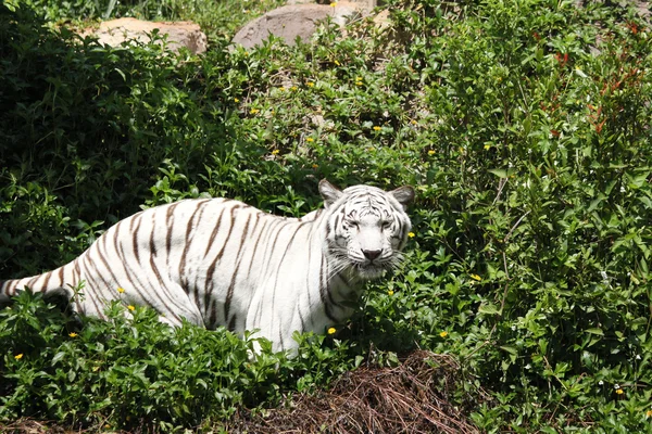 El tigre — Foto de Stock