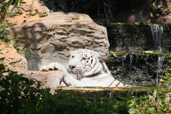 Tigris a vízesés — Stock Fotó