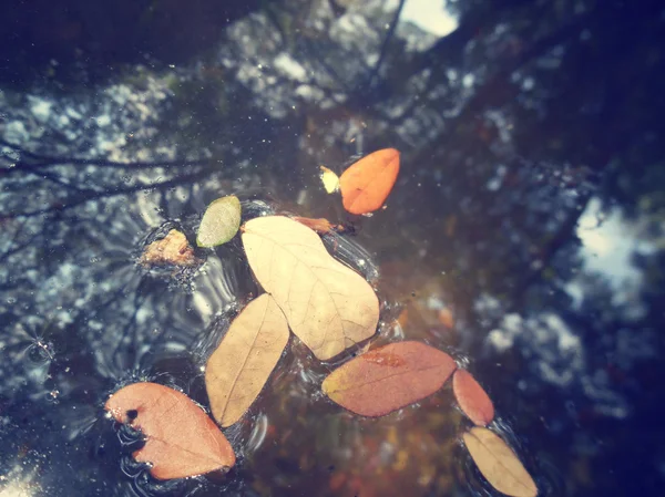 Hojas de otoño reflexionando sobre el agua —  Fotos de Stock