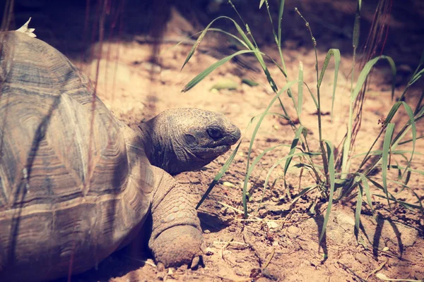 Tortuga — Foto de Stock