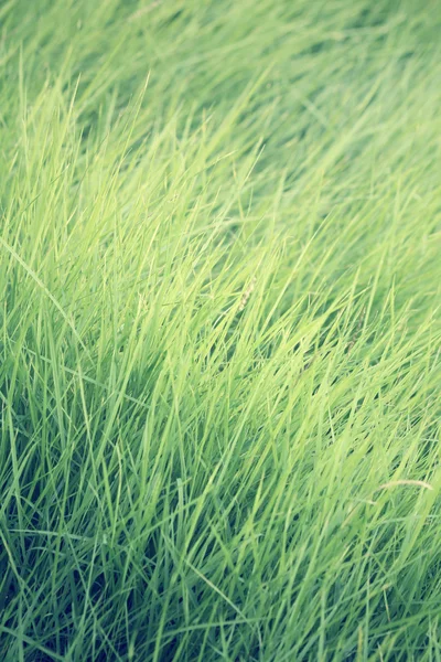 Green grass — Stock Photo, Image