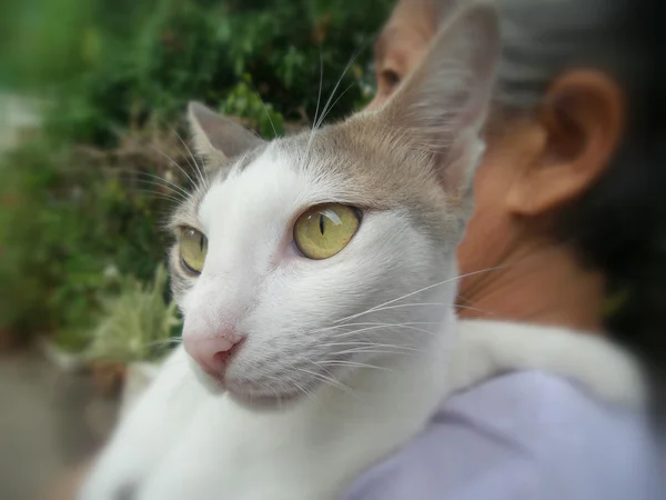 Olho de gato . — Fotografia de Stock