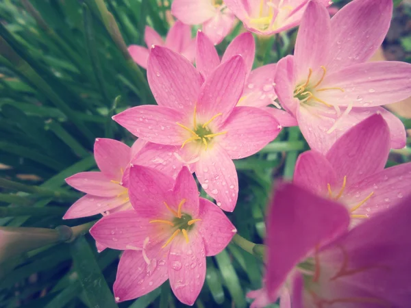 ピンクの花 — ストック写真