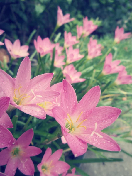 Рожева квітка — стокове фото