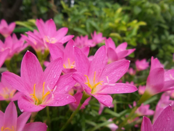 ピンクの花 — ストック写真