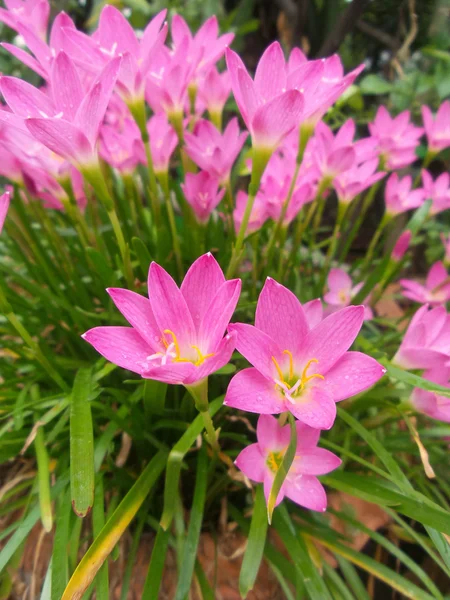 ピンクの花 — ストック写真