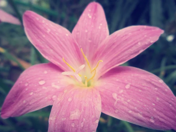 Pink flower — Stock Photo, Image