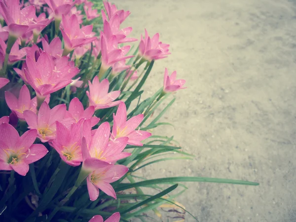 Pink flower — Stock Photo, Image