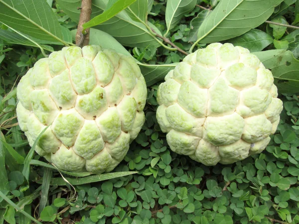 Sugar apple — Stock Photo, Image