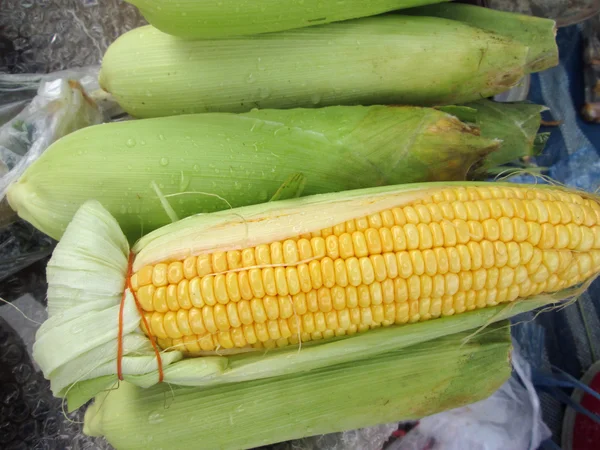 Fresh corn — Stock Photo, Image