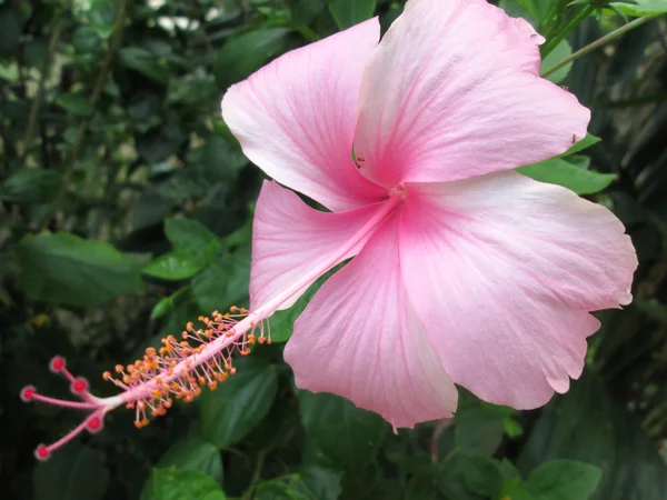 Hibiscus blommor — Stockfoto