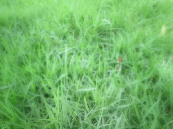 Grass background texture — Stock Photo, Image