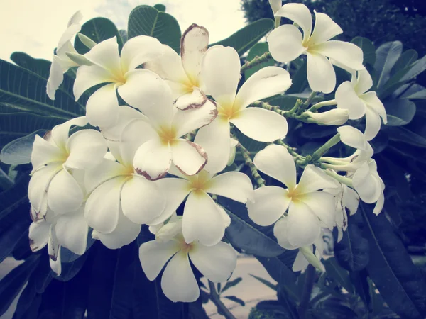 白色素馨花花 — 图库照片