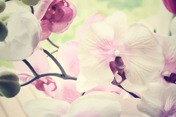 Flores de orquídea rosa — Foto de Stock