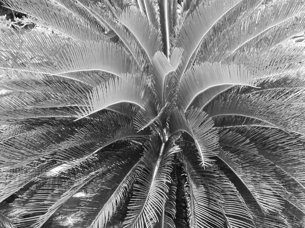 Sago palm toppen — Stockfoto