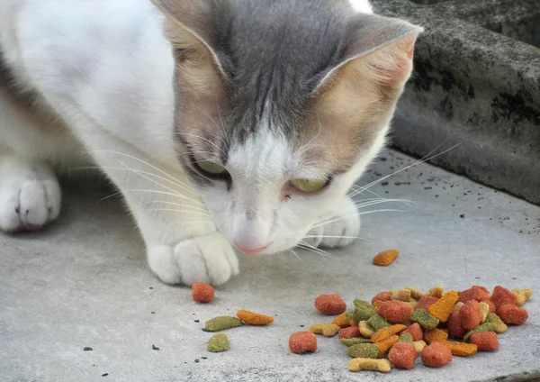 猫食 — ストック写真