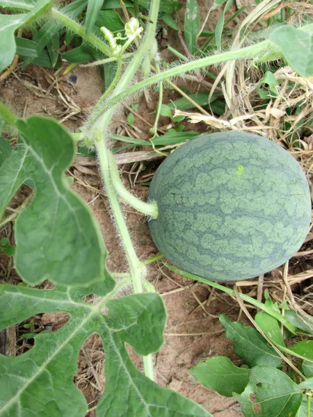 Vattenmelon — Stockfoto