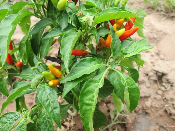 Albero di peperoncino — Foto Stock