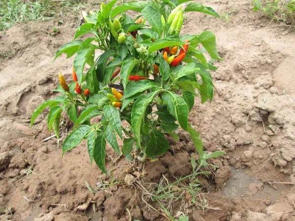 Albero di peperoncino — Foto Stock