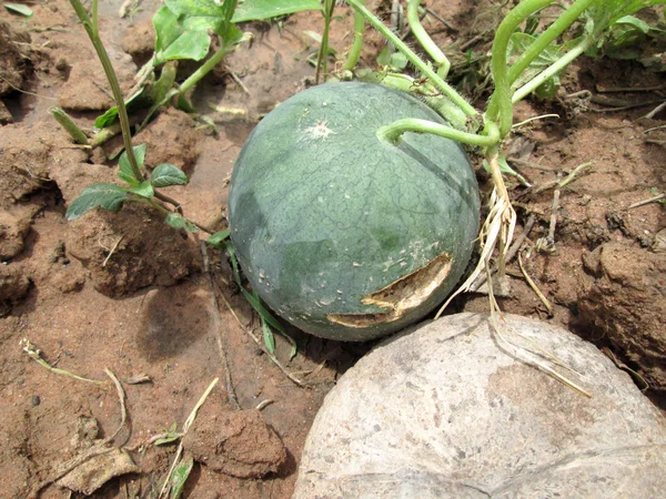 Vattenmelon — Stockfoto