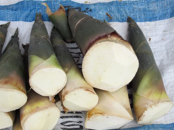 Bamboo shoot — Stock Photo, Image