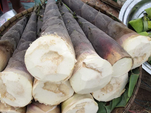 Broto de bambu — Fotografia de Stock