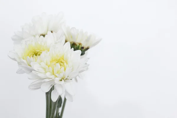 Witte bloemen — Stockfoto