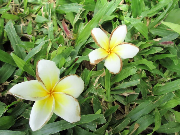 White flowers — Stock Photo, Image