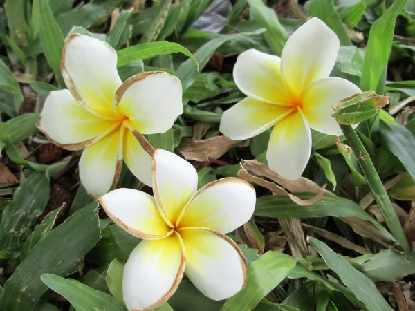 white flowers