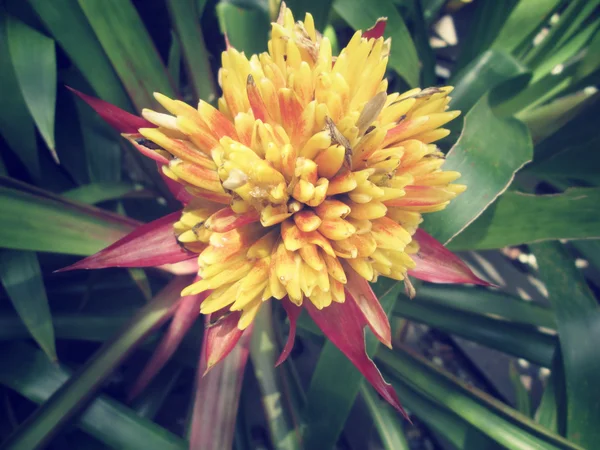 Yellow flower — Stock Photo, Image