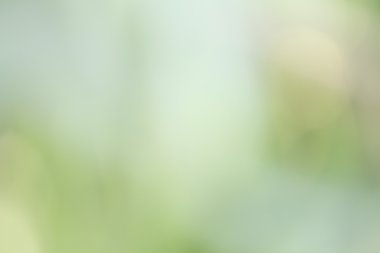 bulanık orman arka plan