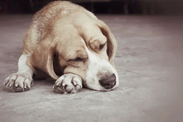 Hund schläft — Stockfoto