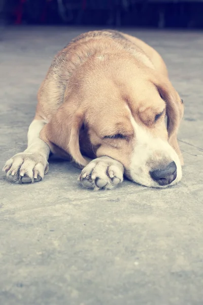 Cão dormindo — Fotografia de Stock