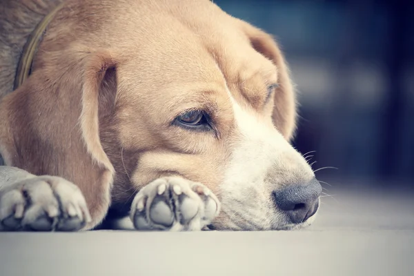 Perro durmiendo —  Fotos de Stock